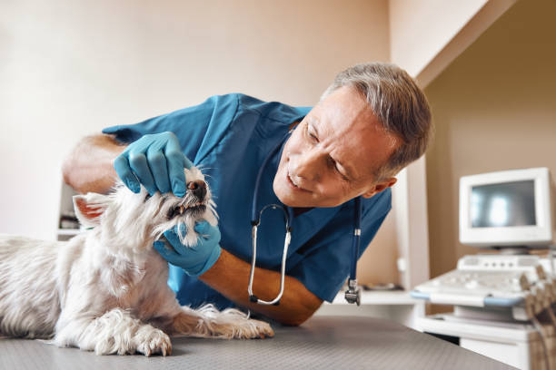  Hamilton, AL Emergency Dentist Pros
